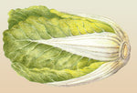 Cabbage Michihli Seeds
