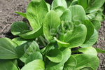 Cabbage Chinese Pak Choi Green Seeds