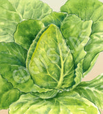 Cabbage Sugarloaf Cuor Di Bue Seeds