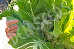 Kale Tronchuda Seeds