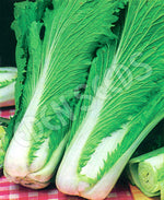 Cabbage Chinese Wong Bok Seeds