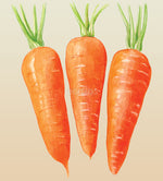 Carrot Chantenay Red Cored Seeds