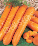 Carrot Nantes Organic Seeds
