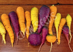 Carrot Mix Of Colours Seeds