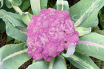 Cauliflower Purple Sicily Seeds