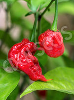 Chilli Carolina Reaper Seeds