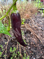 Chilli Cayenne Lilac Seeds