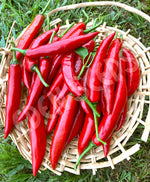 Chilli Long Red Cayenne Seeds