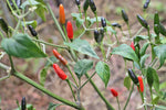 Chilli Pequin Seeds