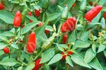 Chilli Thai Hot Seeds