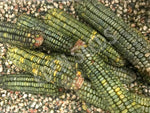 Corn Maize Oaxacan Green Organic Seeds