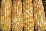 Corn Sweet Balinese Seeds