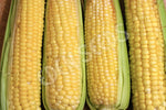 Corn Sweet Jolly Roger Seeds