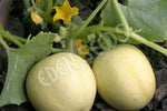 Cucumber Crystal Apple Seeds