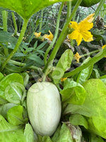 Cucumber Dragon's Egg Seeds