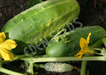 Cucumber Japanese Climbing Organic Seeds