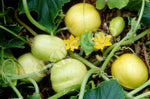 Cucumber Lemon Seeds