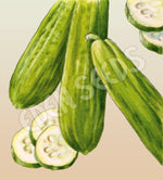 Cucumber Muncher Burpless Seeds