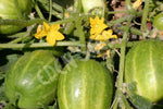 Cucumber Richmond River Green Apple Seeds