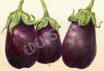 Eggplant Black Beauty Organic Seeds
