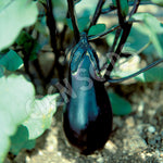 Eggplant Mitoyo Seeds