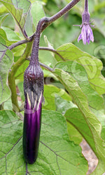 Eggplant Ping Tung Long Seeds