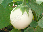 Eggplant White Egg Seeds