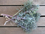 Kale Bear Necessities Seeds