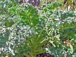 Kale Dwarf Blue Curled Seeds