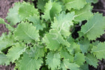 Kale Dwarf Siberian Seeds