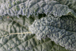 Kale Nero Di Toscana Organic Seeds