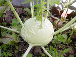 Kohl Rabi White Vienna Seeds