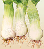 Leek Musselburgh Organic Seeds