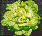 Lettuce Buttercrunch Organic Seeds