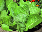 Microgreens Lettuce Cos Verdi Seeds