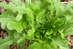 Lettuce Oak Leaf Green Seeds
