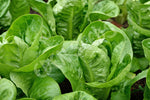 Lettuce Little Gem Seeds