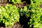Lettuce Lollo Biondo Seeds