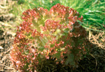 Lettuce Lollo Rosso Seeds