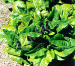 Lettuce Rabbit Ear Organic Seeds