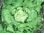 Lettuce Webbs Wonderful Seeds