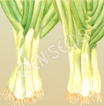 Shallots (Spring Onion) Evergreen Bunching Seeds