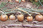 Onion Gladalan Brown Seeds