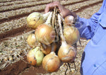Onion Creamgold Seeds