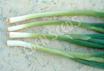 Shallots White Lisbon Seeds