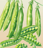 Pea Greenfeast Seeds