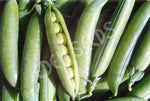 Pea Massey Gem Seeds