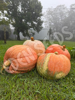 Pumpkin Atlantic Giant Seeds