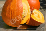 Pumpkin Big Max Seeds