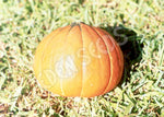Pumpkin Golden Nugget Organic Seeds